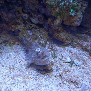 BXSea Aquarium - Striated Frogfish (Antennarius striatus)