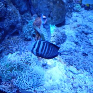 BXSea Aquarium - Red Sea Sailfin Tang (Zebrasoma desjardinii)