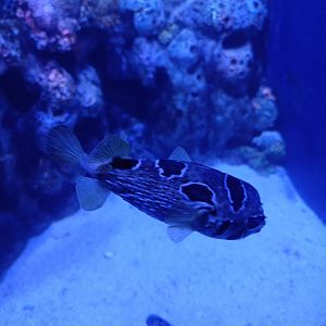 BXSea Aquarium - Black-blotched Porcupinefish (Diodon liturosus)