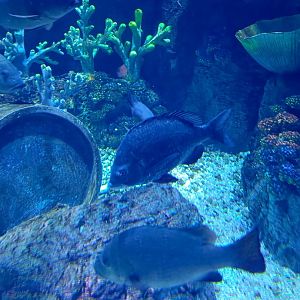 BXSea Aquarium - Black Seabream (Acanthopagrus berda)