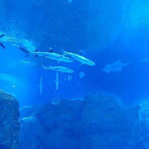 BXSea Aquarium - Whitetip Reef Shark (Triaenodon obesus)