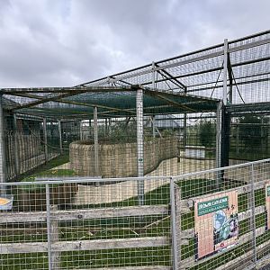 Brown Capuchin Walkthrough Enclosure at Wolds Wildlife Park (March 2024)