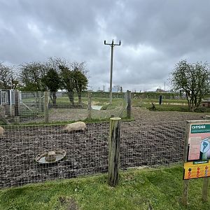 Tapir / Capybara Enclosure at Wolds Wildlife Park (March 2024)