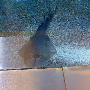 BXSea Aquarium - Clubnose Guitarfish (Glaucostegus thouin)