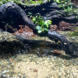 BXSea Aquarium - African Lungfish (Protopterus sp)