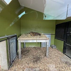 Indian Leopard Indoor Enclosure at Wolds Wildlife Park (March 2024)