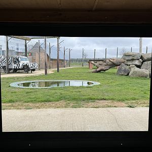 Bengal Tiger Viewing Area at Wolds Wildlife Park (March 2024)