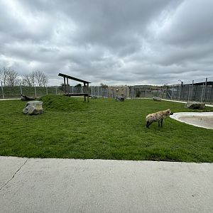 Spotted Hyena Enclosure at Wolds Wildlife Park (March 2024)