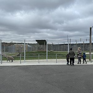 Spotted Hyenas Enclosure at Wolds Wildlife Park (March 2024)