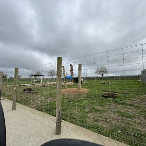 European Brown Bear Enclosure at Wolds Wildlife Park (March 2024)
