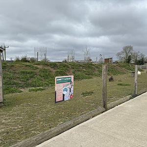 Bennett's Wallaby Enclosure at Wolds Wildlife Park (March 2024)