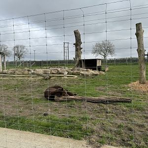 European Brown Bear Enclosure at Wolds Wildlife Park (March 2024)