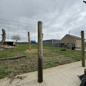 European Brown Bear Enclosure at Wolds Wildlife Park (March 2024)