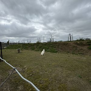 Bennett's Wallaby Enclosure at Wolds Wildlife Park (March 2024)