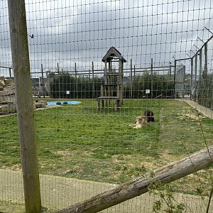 Lion Enclosure at Wolds Wildlife Park (March 2024)