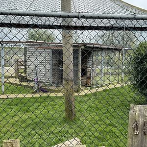 Eurasian Lynx Enclosure at Wolds Wildlife Park (March 2024)