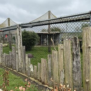 Eurasian Lynx Enclosure at Wolds Wildlife Park (March 2024)