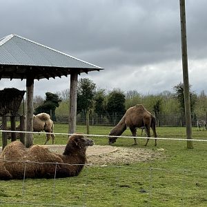 Dromedary & Bactrian Camel / Emu / Zebra Mixed Enclosure at Wolds Wildlife Park (March 2024)