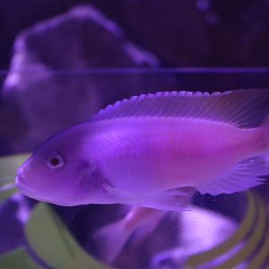 Cichlid ID