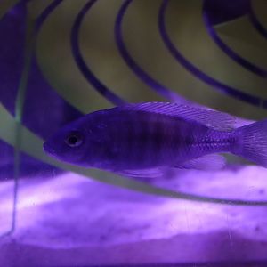 Cichlid ID