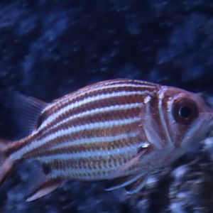 Squirrelfish ID