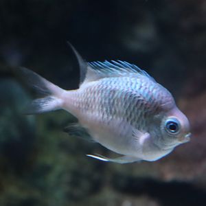 Amblyglyphidodon curacao?