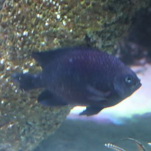 Damselfish ID