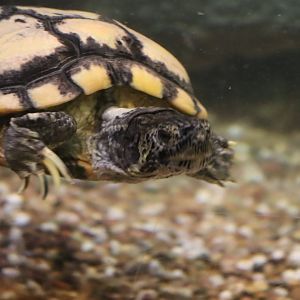 Freshwater turtle ID