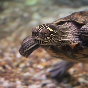 Map turtle ID