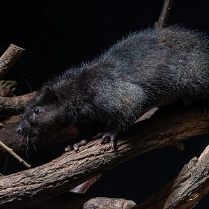 Southern Luzon giant cloud rat (Phloeomys cumingi)