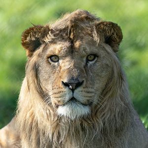 African lion (m) Malik, ZSL Whipsnade, UK