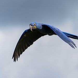 Hyacinth macaw, ZSL Whipsnade, UK