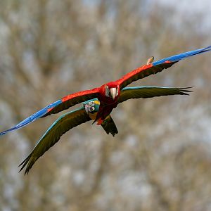 Macaws, ZSL Whipsnade, UK