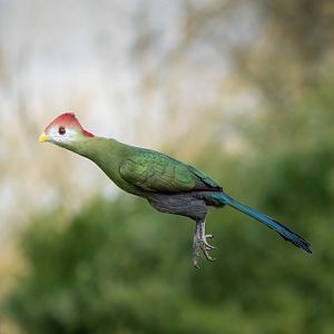 Red crested Turaco, ZSL Whipsnade, UK