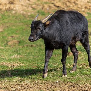 Lowland Anoa (m), ZSL Whipsnade, UK