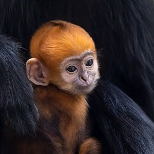 Francois' Langur infant, ZSL Whipsnade, UK