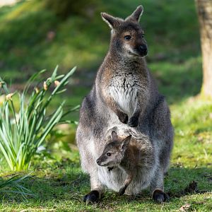 Bennett's wallaby and joey, ZSL Whipsnade, UK