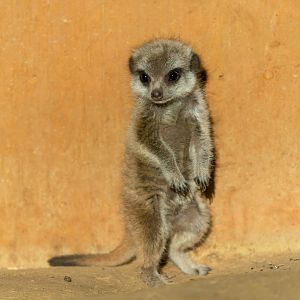 Meerkat pup, ZSL Whipsnade, UK