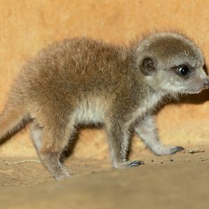 Meerkat pup, ZSL Whipsnade, UK