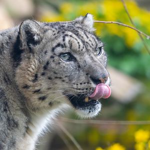 Snow Leopard - Irma - Twycross