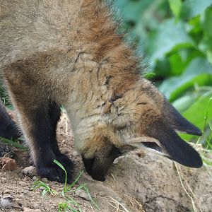 Young South African bat-eared fox (Otocyon megalotis megalotis), 2023-07-18