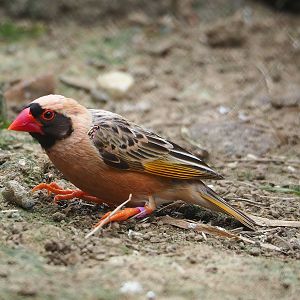 Red-billed quelea (Quelea quelea), 2023-07-18