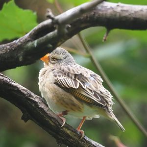 Red-billed quelea (Quelea quelea), 2023-07-18