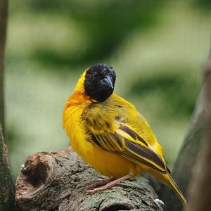 Black-headed weaver (Ploceus melanocephalus), 2023-07-18