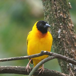 Black-headed weaver (Ploceus melanocephalus), 2023-07-18