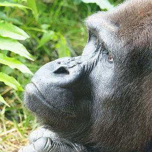 Western lowland gorilla (Gorilla gorilla gorilla), 2023-07-18