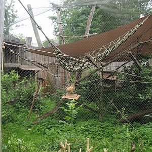 Smaller Bolivian squirrel monkey exhibit, 2023-07-18