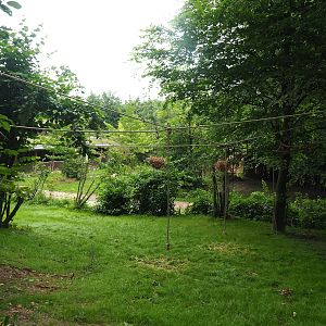 Part of Bolivian squirrel monkey forest walk-through, with former red river hog/future Eastern bongo exhibit in the background, 2023-07-18