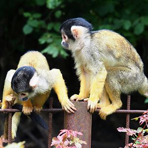 Bolivian squirrel monkeys (Saimiri boliviensis boliviensis), 2023-07-18