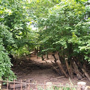 Southern white-lipped peccary exhibit (Within Bolivian squirrel monkey forest), 2023-07-18